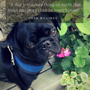 A dog meme about how wise dogs are