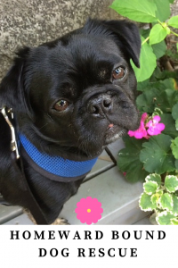Photo of Kilo with the words "Homeward Bound Dog Rescue"
