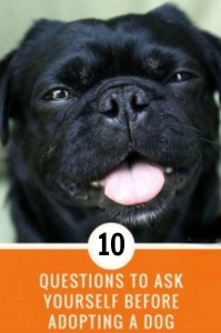 10 Questions To Ask Yourself Before Adopting A Dog -Kilo the Pug Tongue Out Smile