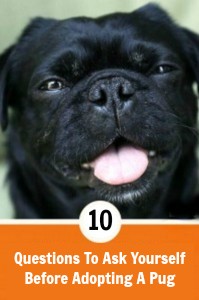 10-Questions-To-Ask-Yourself-Before-Adopting-A-Pug-Kilo-the-Pug-Tongue-Out-Smile-199x300