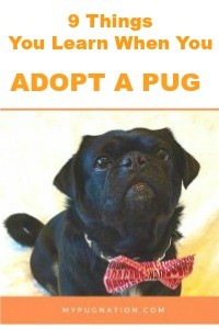 9 Things You learn When you adopt a Pug 200 x 300