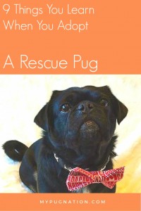 9 things you learn when you adopt a rescue pug