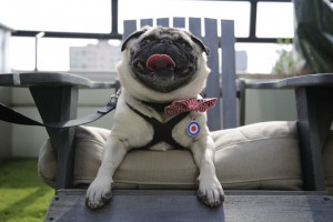 Fishstick the Celebrity Rescue Pug from Backseat Barkers on patio chair