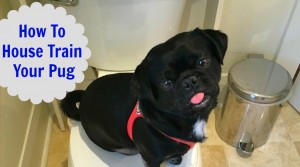 How To House Train Your Pug -Kilo the Pug
