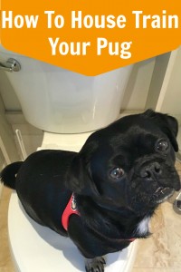 How To House Train Your Pug with Kilo the Pug