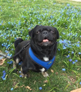 Kilo Pug earthday on grass