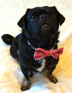 Cute Photo of Kilo the pug in his Canada bow tie