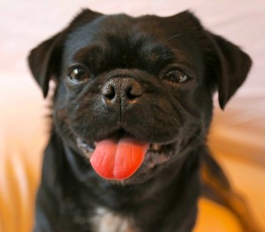 Kilo the Pug Zâmbet fericit cu limba scoasă