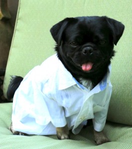 Kilo the pug in white shirt