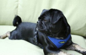 Kilo the pug laying down