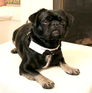 Kilo the pug lays on white stool