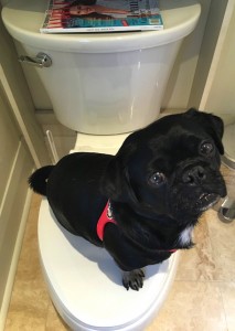 Kilo the pug on the toilet