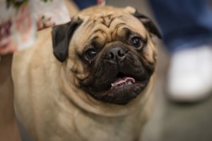 pug dog looks into camera