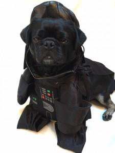 Kilo the Pug dressed as Darth Vader for Halloween