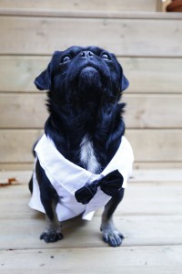 Kilo the Pug Black Tie formal wear