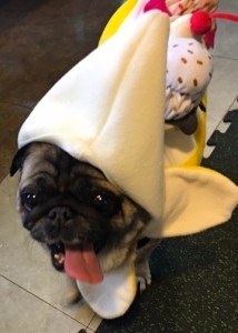 Photos From The Best Halloween Party Just For Pugs -Pugoween 2016 - banana split