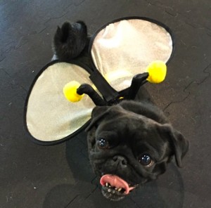 Photos From The Best Halloween Party Just For Pugs -Pugoween 2016 - bee