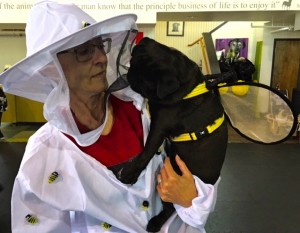 Photos From The Best Halloween Party Just For Pugs -Pugoween 2016 - bee & bee keeper 3