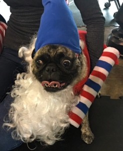 Photos From The Best Halloween Party Just For Pugs -Pugoween 2016 - elf