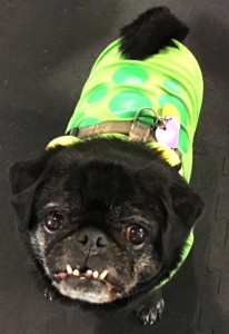 Photos From The Best Halloween Party Just For Pugs -Pugoween 2016 - monster2