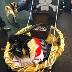 Photos From The Best Halloween Party Just For Pugs -Pugoween 2016 - pirate
