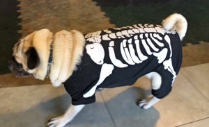 Photos From The Best Halloween Party Just For Pugs -Pugoween 2016 - skeleton