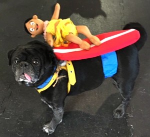 Photos From The Best Halloween Party Just For Pugs -Pugoween 2016 - surfer