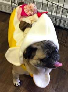 Photos From The Best Halloween Party Just For Pugs - banana split costume 2