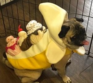 Photos From The Best Halloween Party Just For Pugs - banana split costume