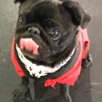 Photos From The Best Halloween Party Just For Pugs -  costume