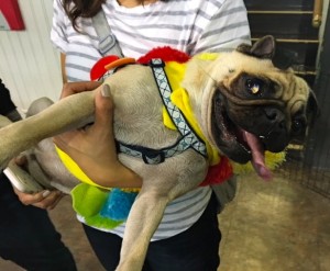 Photos From The Best Halloween Party Just For Pugs - costume