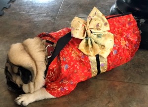 Photos From The Best Halloween Party Just For Pugs -geisha costume