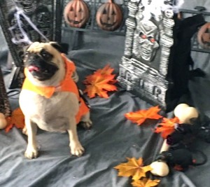 Photos From The Best Halloween Party Just For Pugs - halloween scene at pawsway
