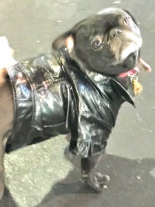 Photos From The Best Halloween Party Just For Pugs - leather costume