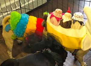 Photos From The Best Halloween Party Just For Pugs - sunday costume