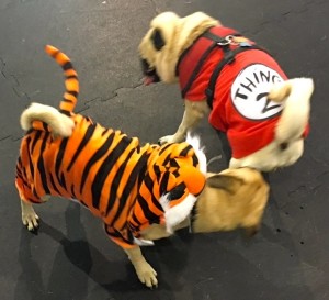 Photos From The Best Halloween Party Just For Pugs - tiger and thing 2 costume