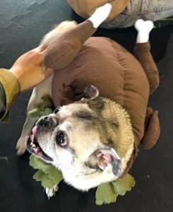 Photos From The Best Halloween Party Just For Pugs - turkey costume