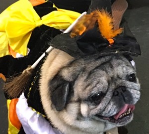 Photos From The Best Halloween Party Just For Pugs -witch costume