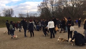 crowd at Trintiy Bellwoods dog bowl for the Novemeber 2016 Toronto Pug Grumble