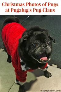 Christmas Photos of Pugs from Pugalug's Pug Claus Event at PawsWay
