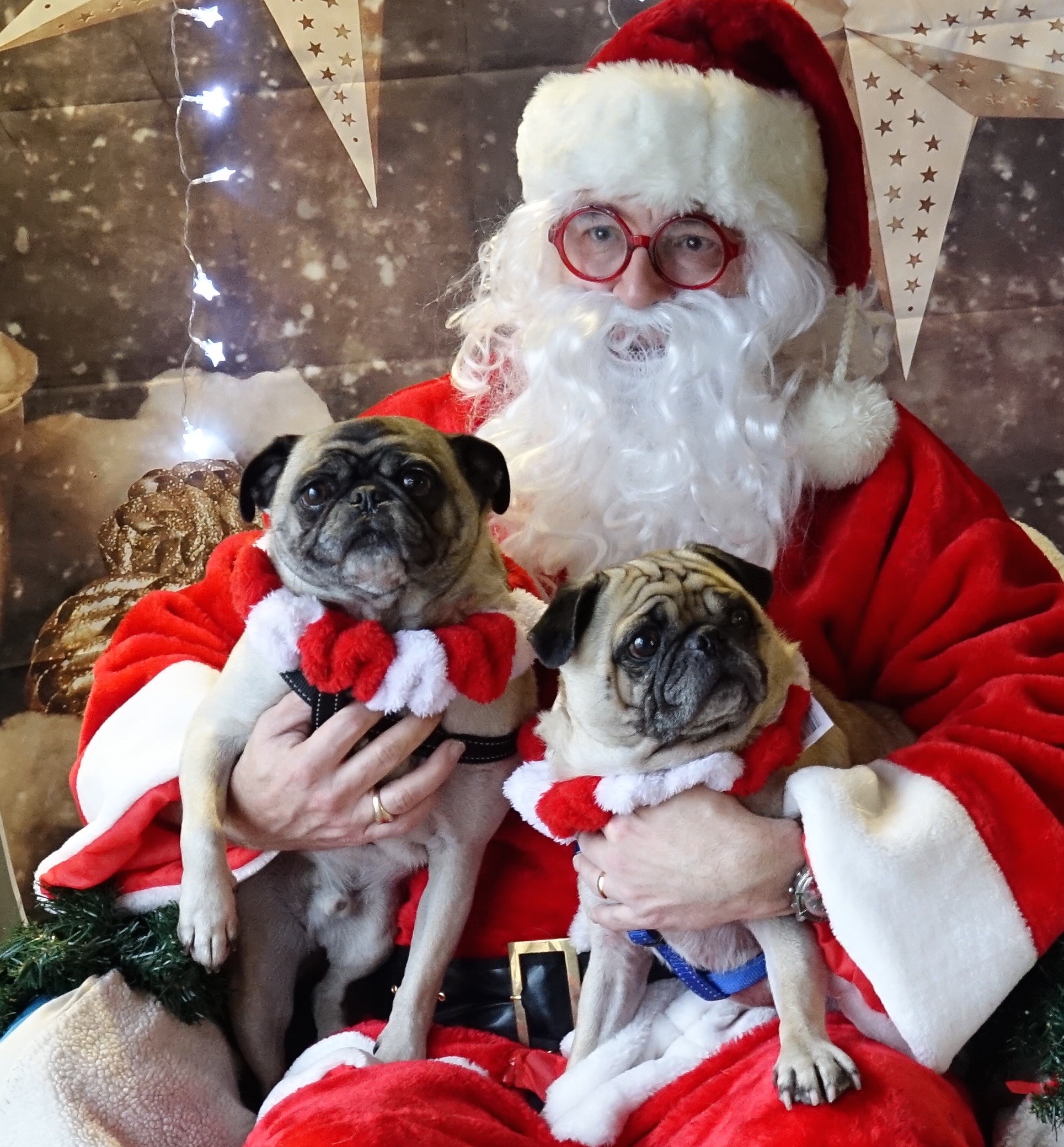 Adorable Christmas Party Photos Of Happy Pugs Celebrating  MyPugNation
