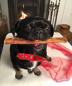 Kilo-the-Pug-with-a-Bullwrinkle-from-Dog-Lovers-Gift-Box