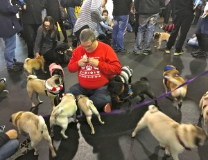 Tim hands out treats to group of pugs at the Pugalug Pug Claus Christmas Party