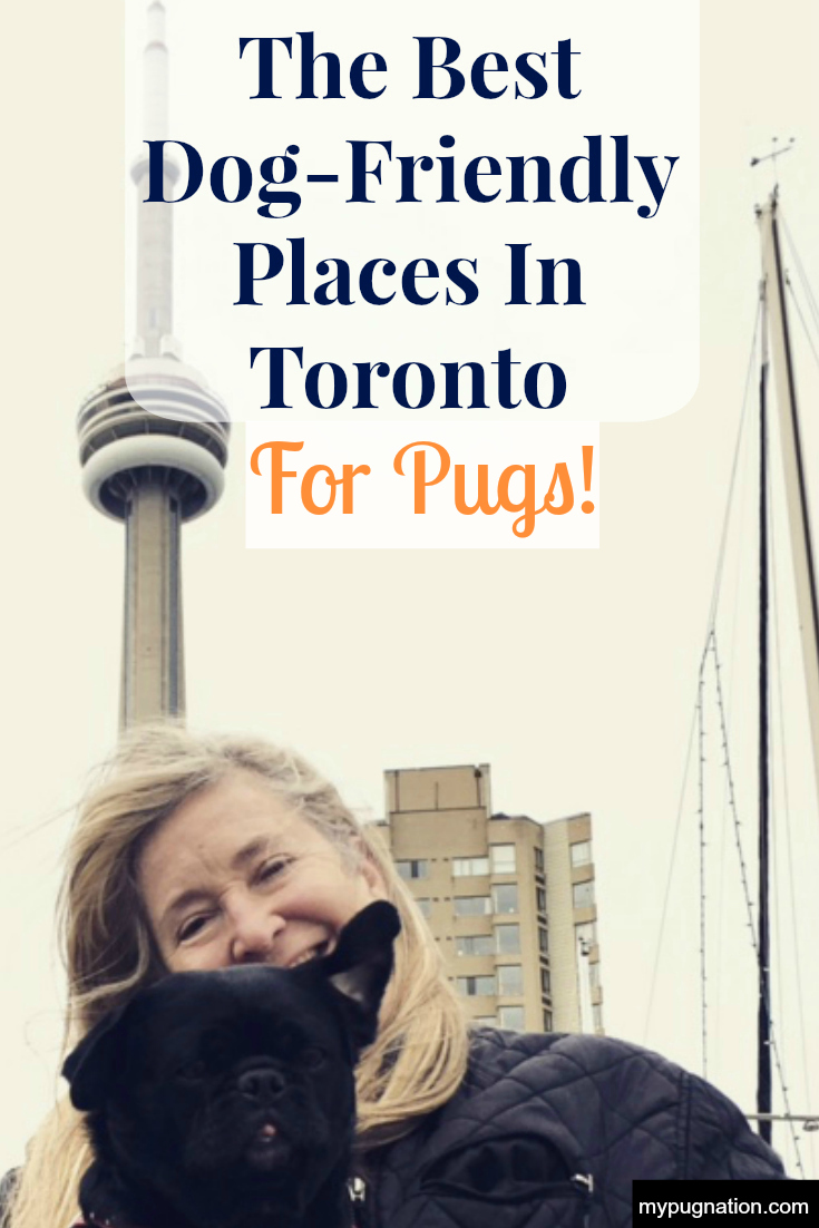 The Best Dog-Friendly Places In Toronto For Pugs - MyPugNation