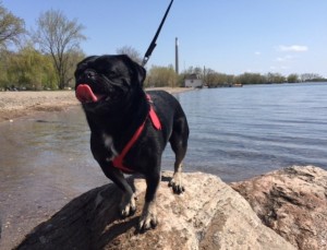 Kilo-the-Pug-at-Cherry-Beach-having-fun-in-the-sun-640x488