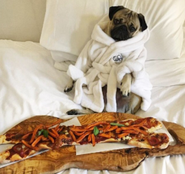 Doug the Pug chilling at the Fairmont Royal York with a special bone pizza from the Chef