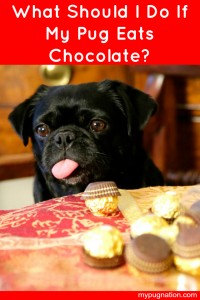 What-Do-You-Do-If-Your-Pug-Eats-Chocolate-We-have-the-answers-640x960