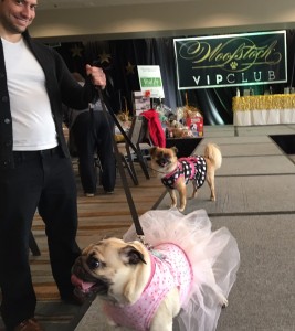 Aura the pug at woofstock high tea - Edited