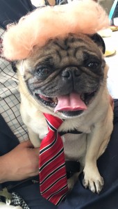 FIshstick as a dog doppelganger of donald trump at woofstock high tea