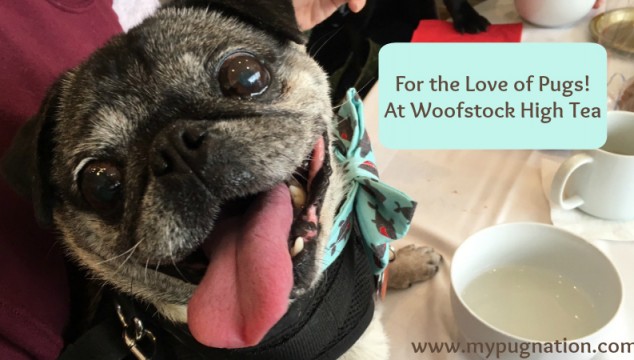 For the love of pugs at woofstock high tea